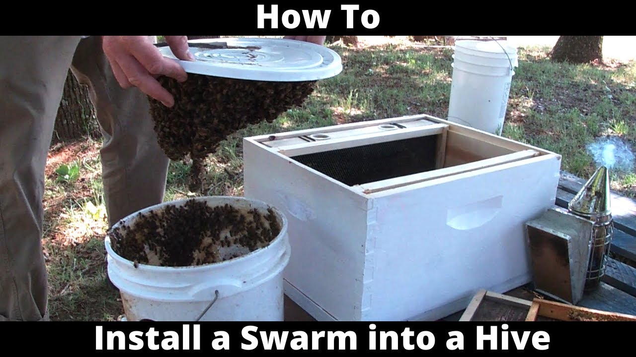 How To Install a Swarm into a Hive