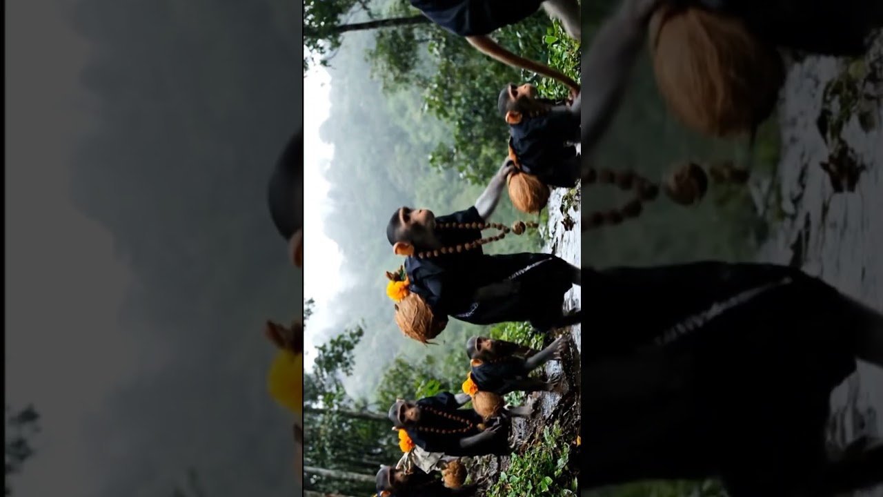 Devotional Monkeys Visit Ayyappa Temple | Swamiye Saranam Ayyappa