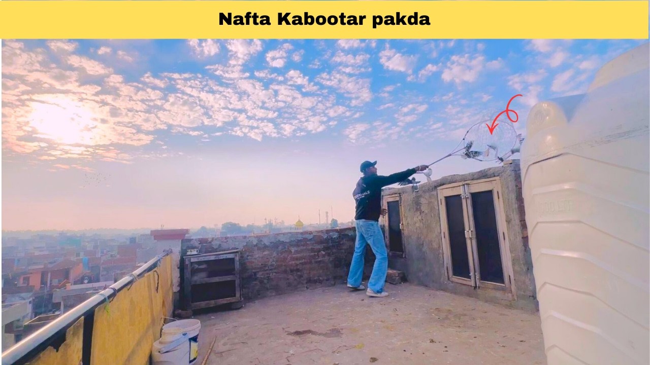 Nafta Kabootar Fadeya 🦅#check kro shapka😮 #punjab #kabootar #pigeon