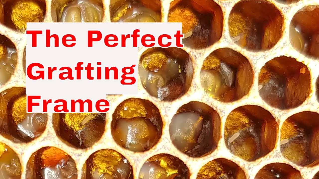 ☯️  How to Get the PERFECT Grafting Frame; Confine the Queen  #queenrearing