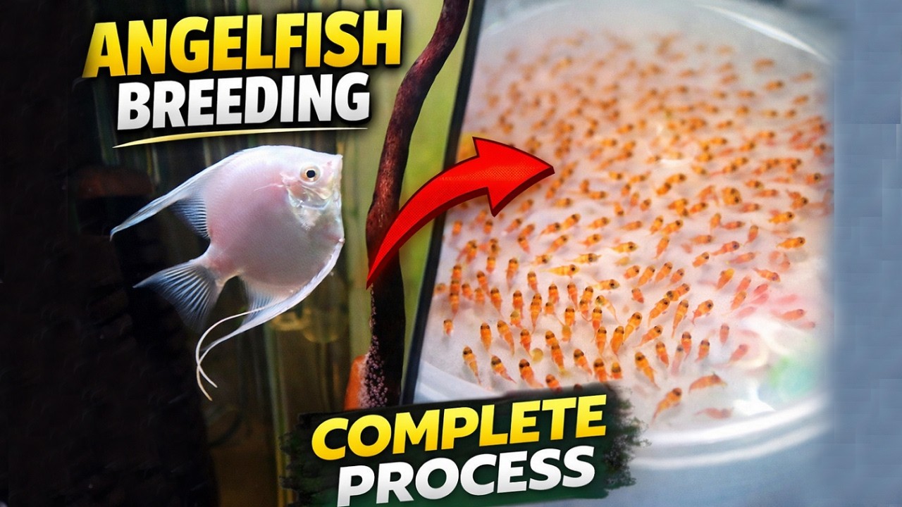 How Angelfish Breed – Full Detailed Process Explained 2026