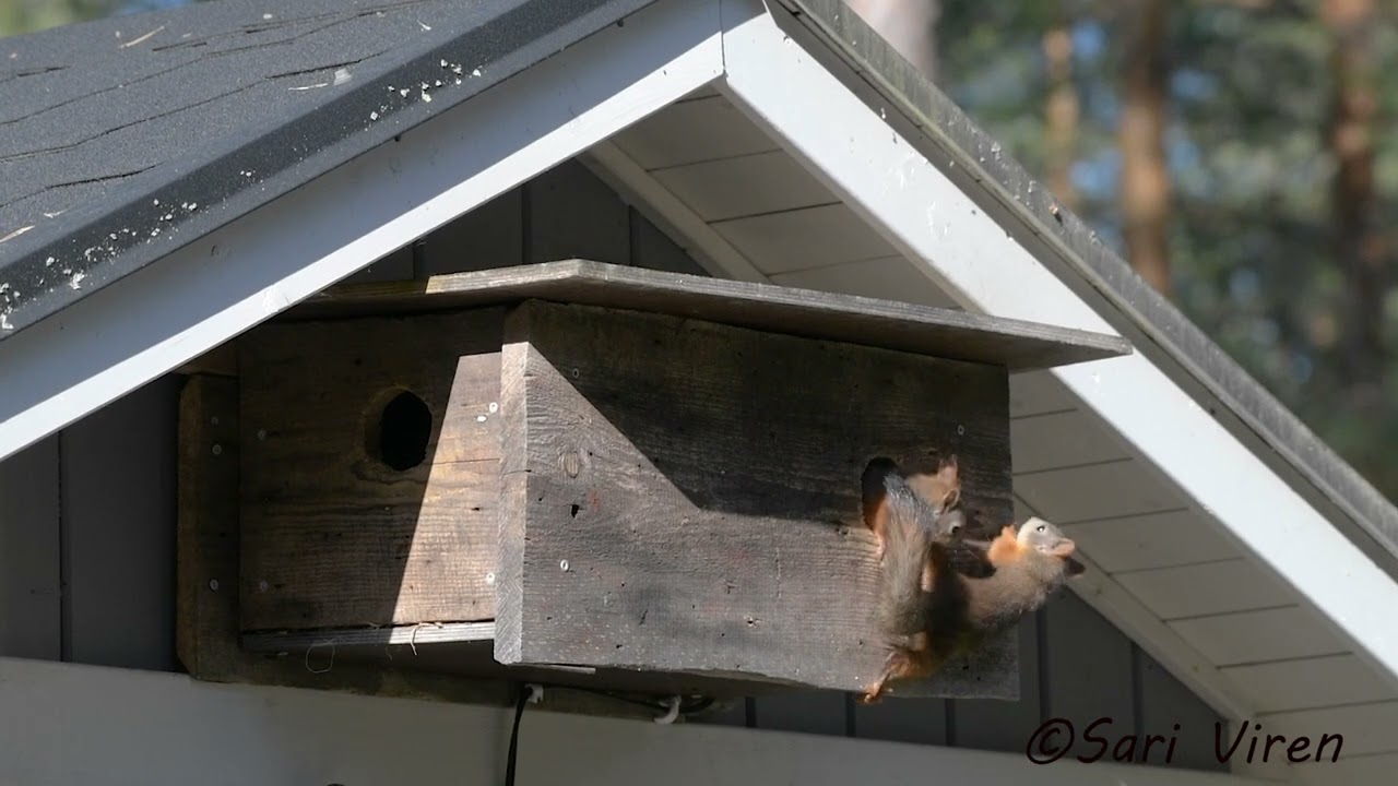 Oravan pennut putoaa pes&auml;kolosta - Baby squirrels fall out of the nest hole - Finnish nature