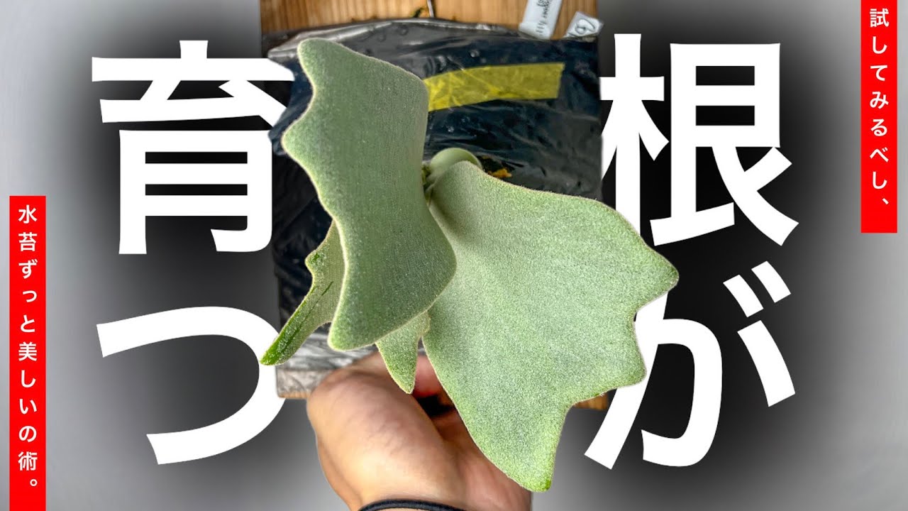 【必見】100均の「コレ」使うだけで