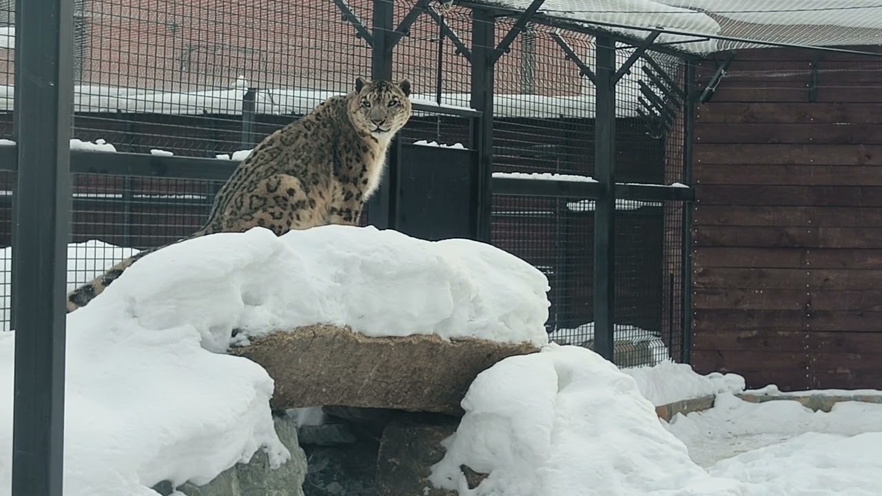 Снежный барс Ермак почтил меня своим присутствием ❤️🐆