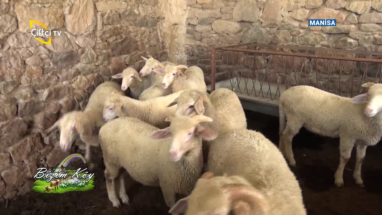 Manisa/ Selendi'deyiz - Bizim Köy / Çiftçi TV