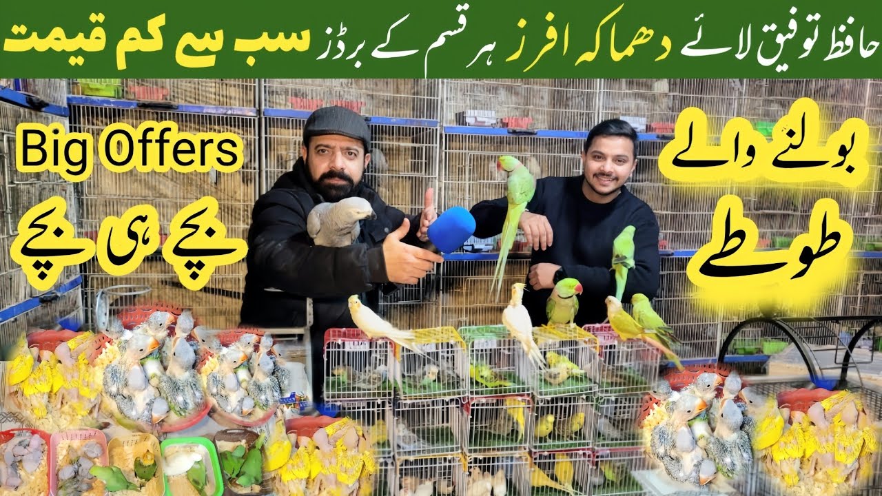 Hand tame parrots | Talking Parrots | chicks 