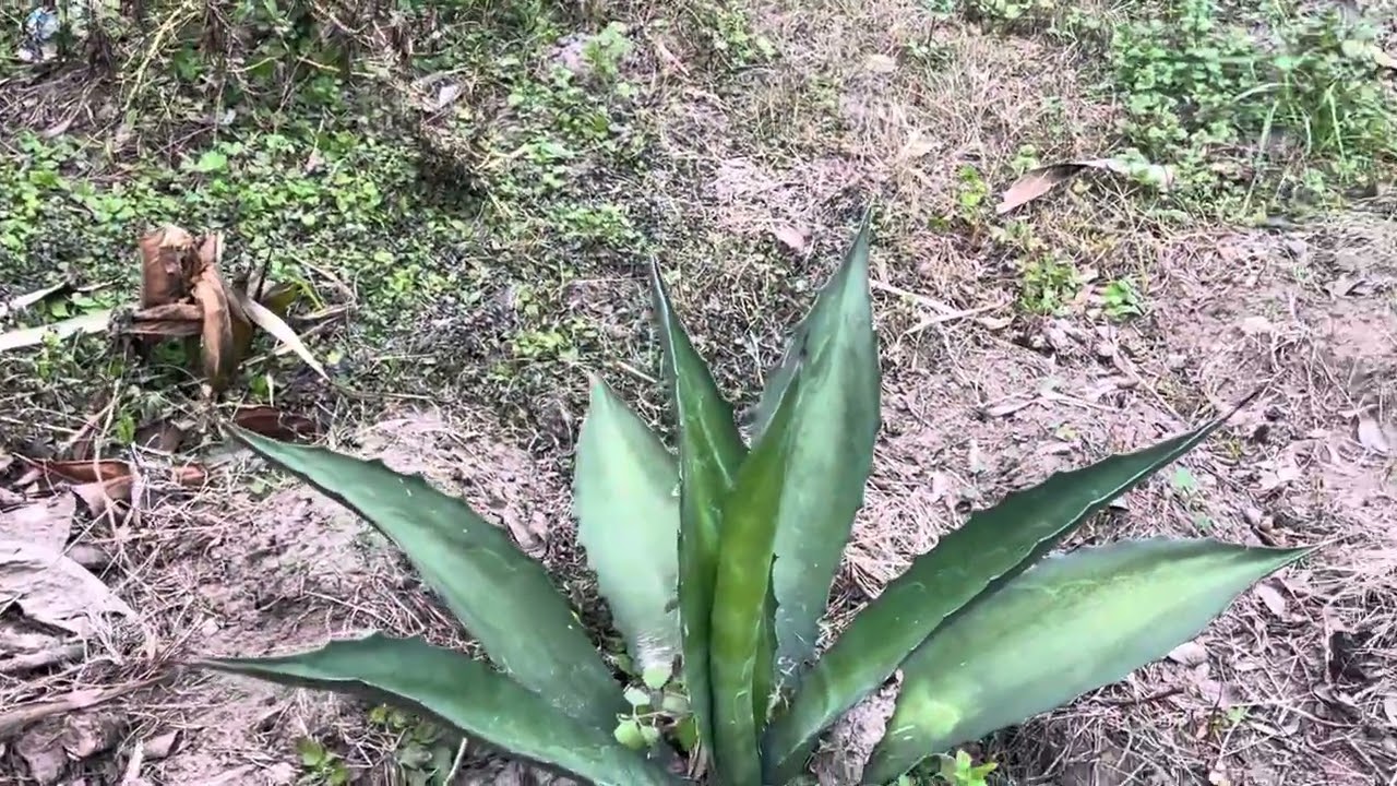 el frió y el maguey 