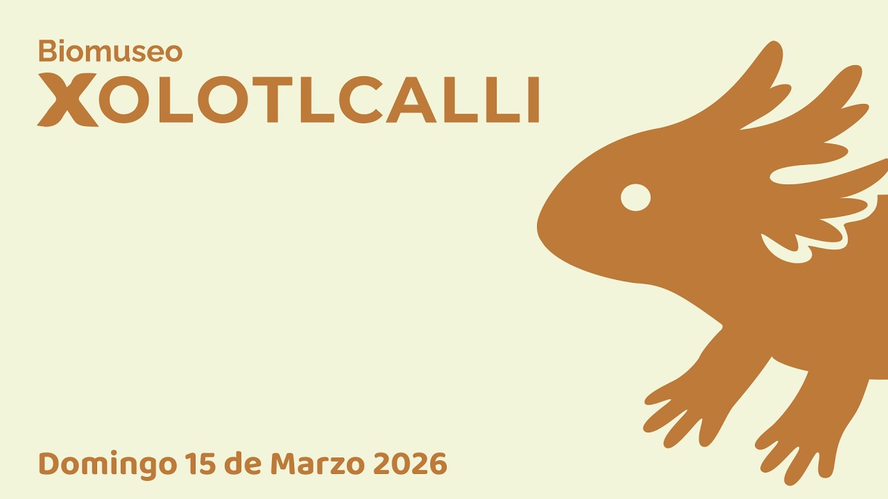 Ajolote Ambystoma Mexicanum, Andersoni y Dumerilii en BioMuseo Xolotlcalli (15 de Marzo de 2026)