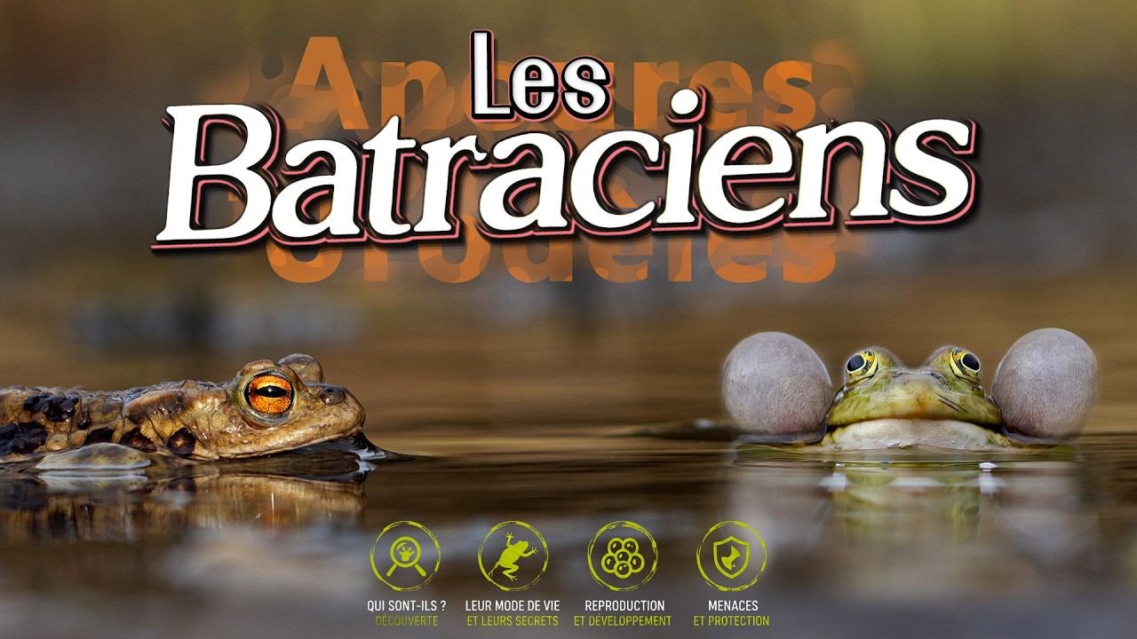 Les Batraciens