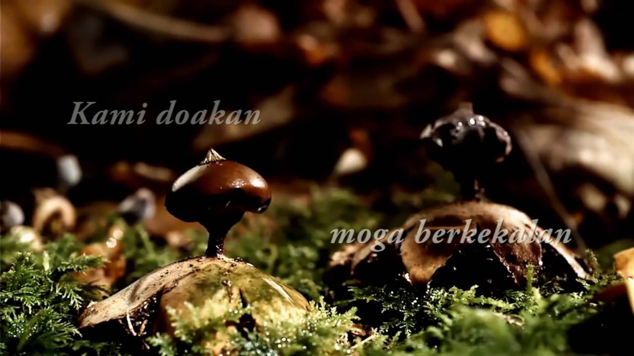 Kompang Dipalu ( Lirik ) - Waheeda dan Izam Eye