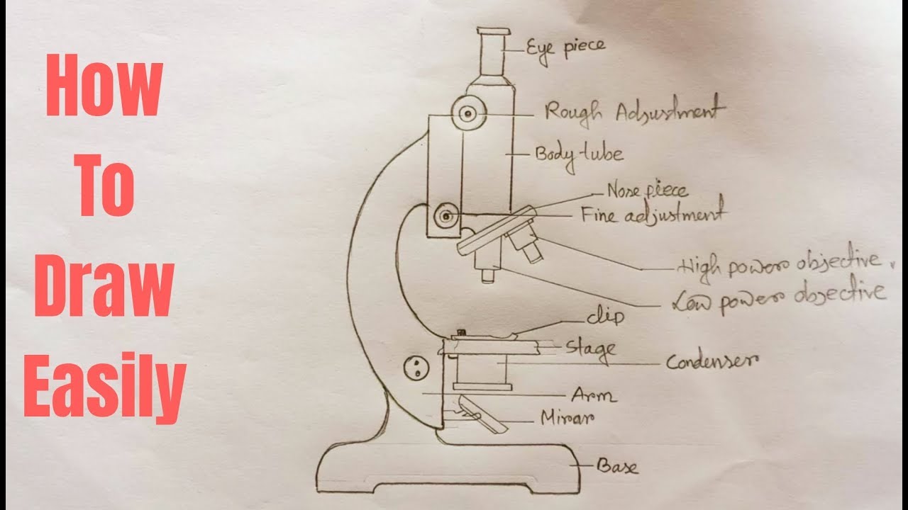 How to draw compound of Microscope easily - step by step