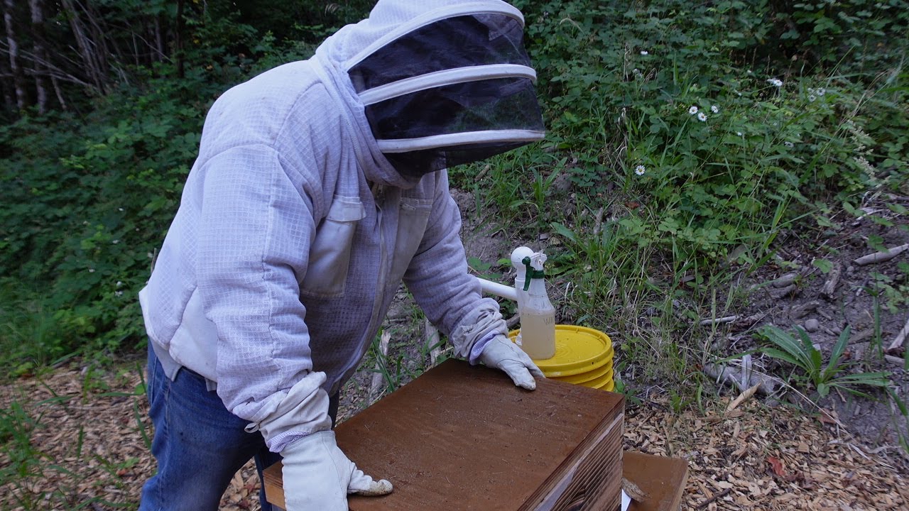 What to do about Chalkbrood.