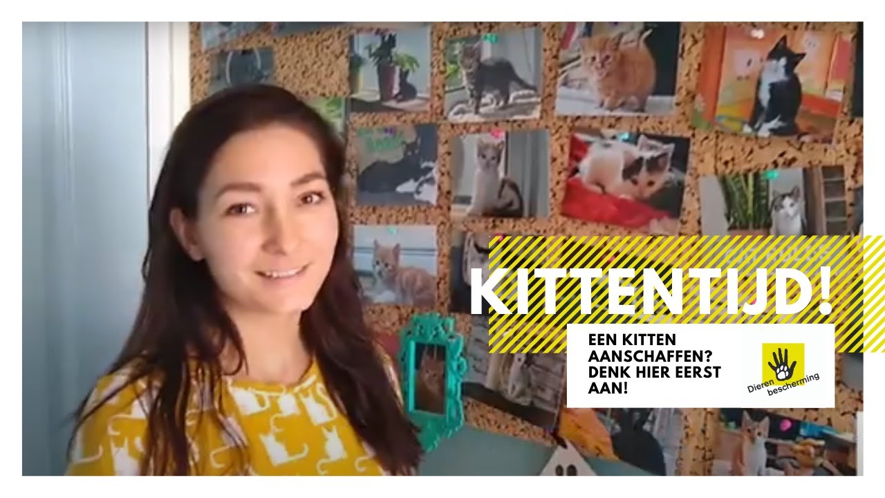 Een kitten aanschaffen? Denk eerst hier aan! | Kittentijd! #1