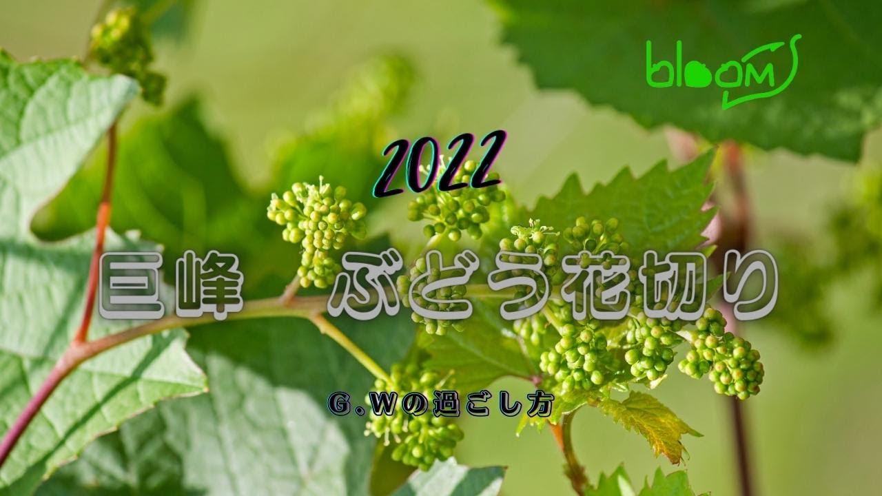 巨峰　花作り　2022年