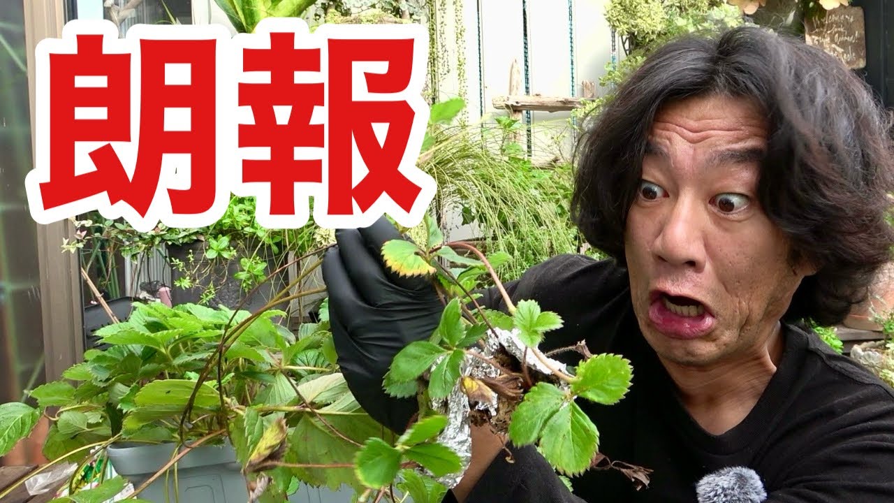 【これは凄い！】昭和園芸ガチジジイがイチゴのとんでもない増やし方を発見しました　　　【園芸超人カーメン君】