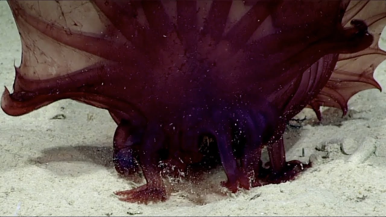Enypniastes eximia feeding