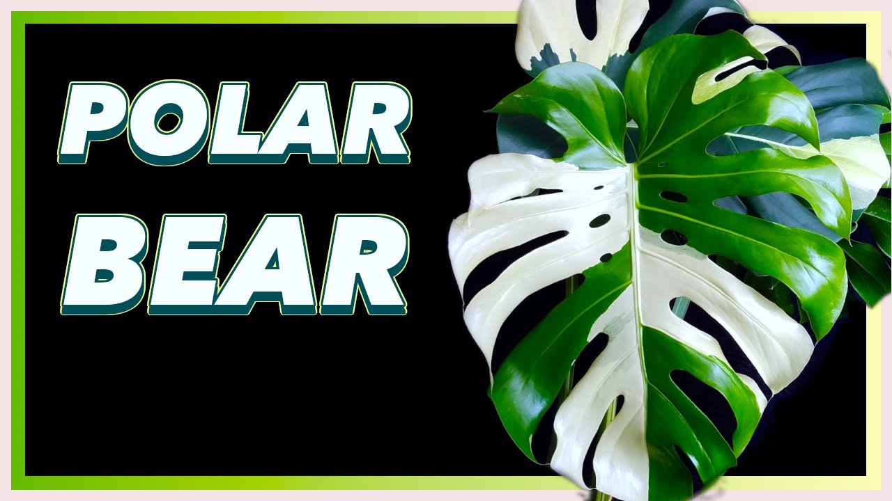 Variegated Monstera you didn't know Existed
