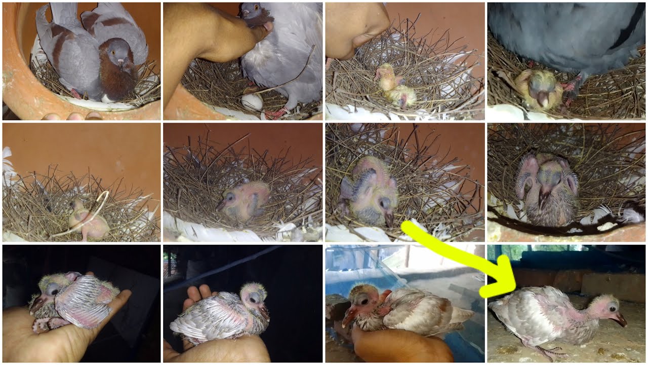 Pigeon Baby Growth Video Day 1 to 30। Pigeon Baby Growth Video Day by Day। Mahidur Pigeon Saga