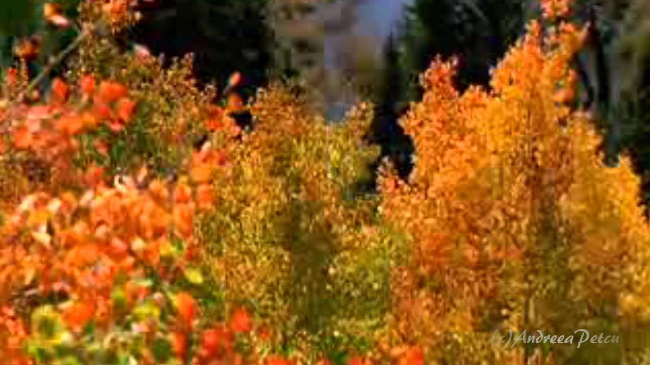 BOGDAN ALIN OTA - Story of my life(Amazing song and performance)