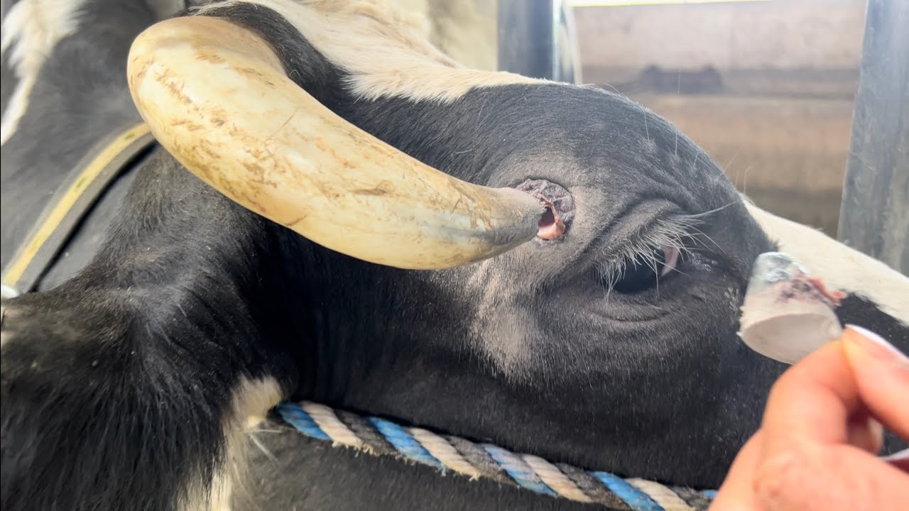 El mejor truco para descornear/como cortar el cuerno de una vaca. 🐮