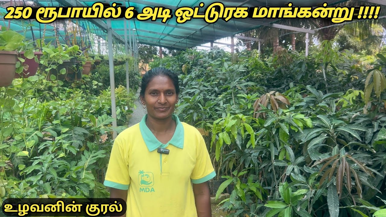6 அடி மாமர கன்று 250 ரூபாய்க்கு கிடைக்கும் #துர்க்கை அம்மன் நர்சரி சின்னமனூர் தேனி