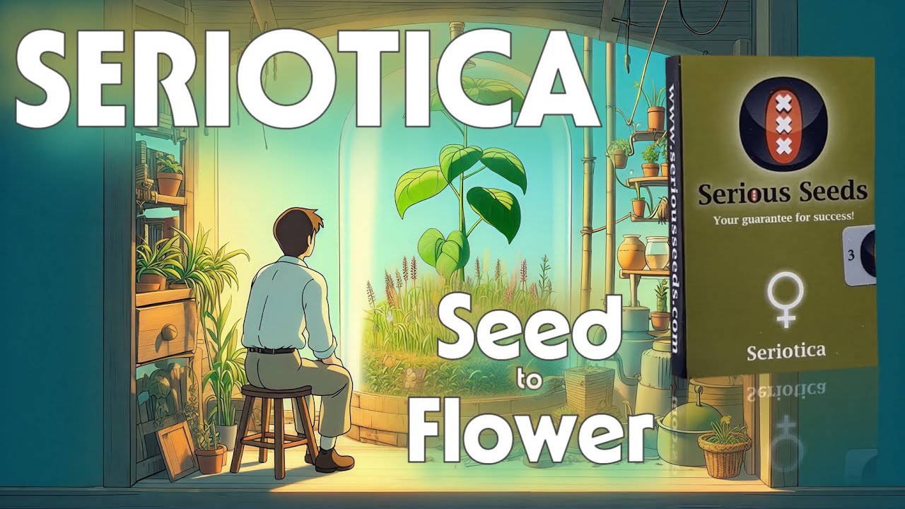 Seriotica - Seed to Flower