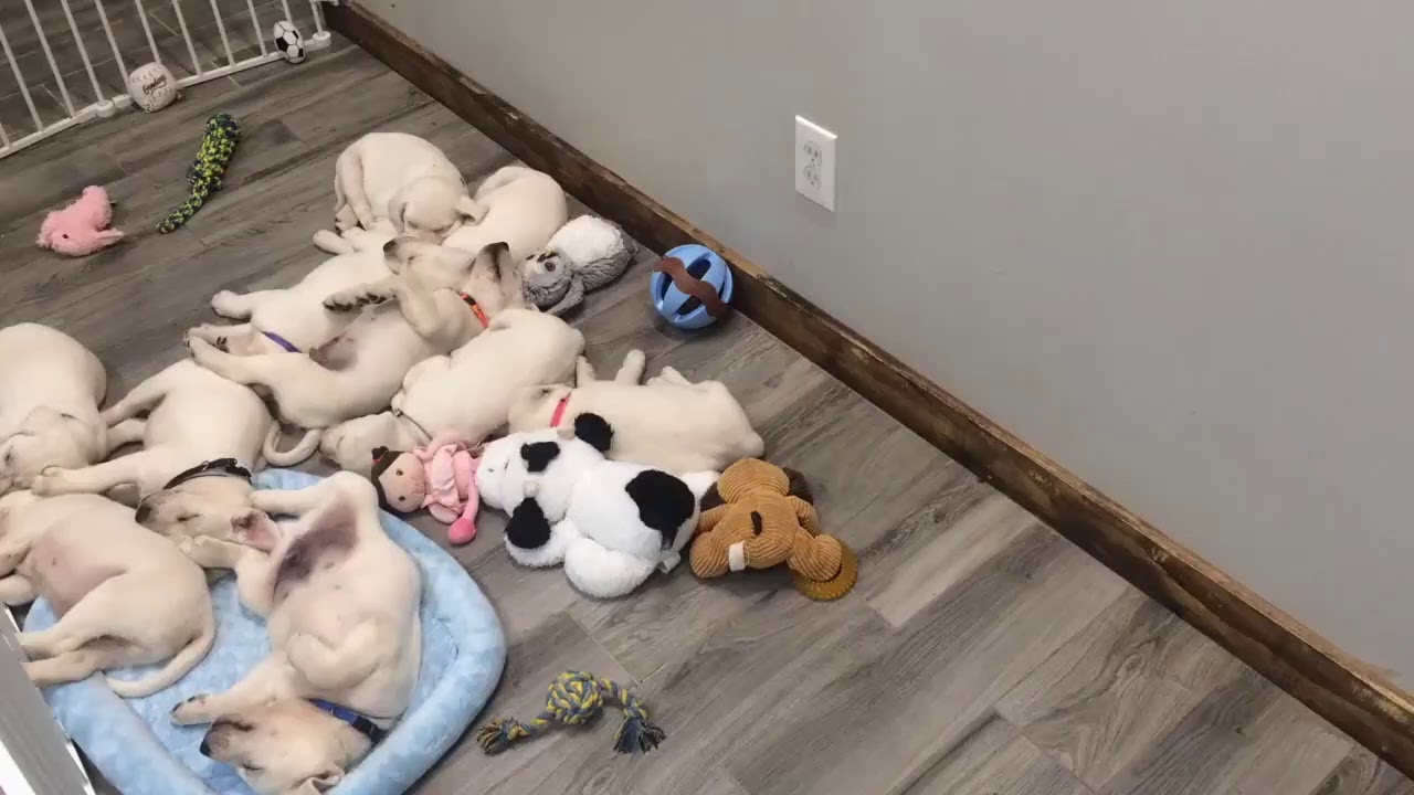 Glacier/Casper Puppies