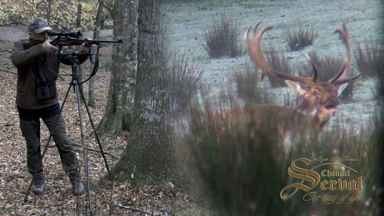 Fallow Deer - hunting in Croatia 2018. - Damwild - Jagd in Kroatien 2018.