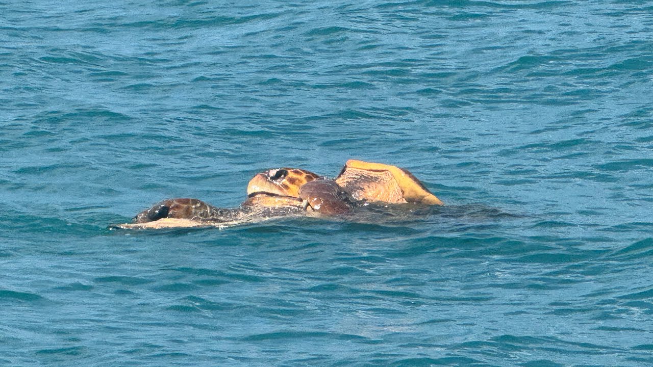 Miami to Charleston boat delivery day 2