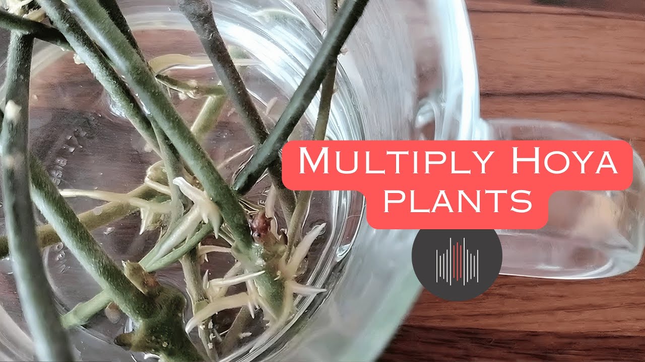 How to Propagate Hoya Plant [Endless Hoya Plants!]