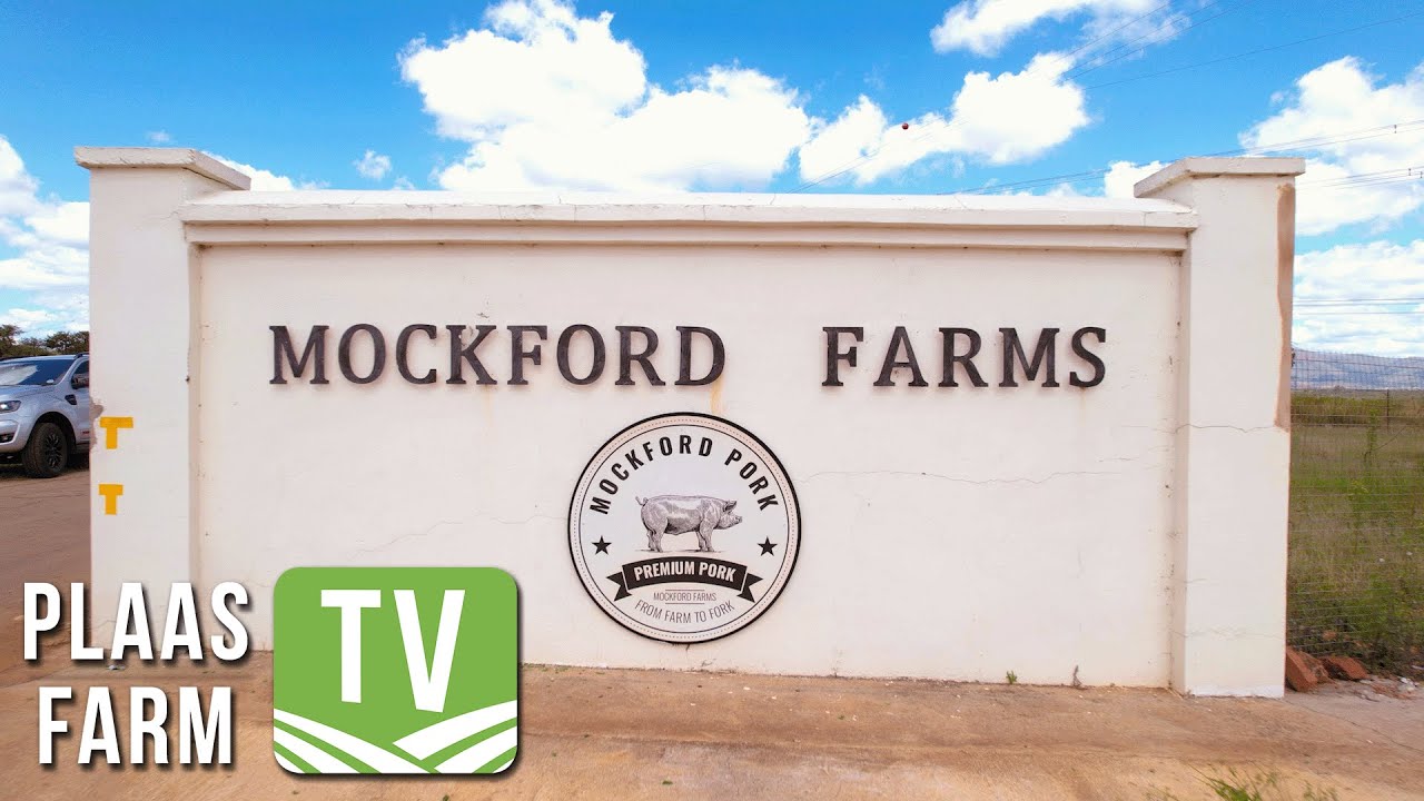 Superior pig genetics at Mockford Farms