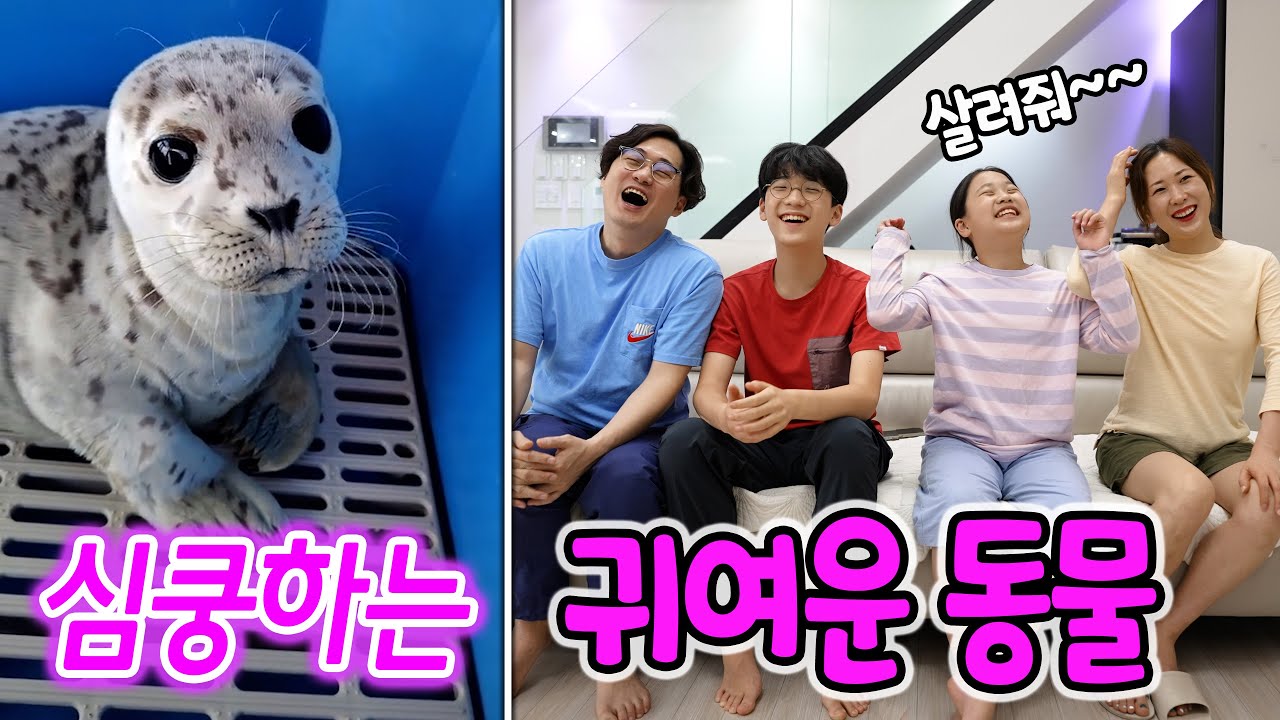 세상에서 가장 귀여운 동물들 !! 치명적으로 귀여우니 심쿵 주의