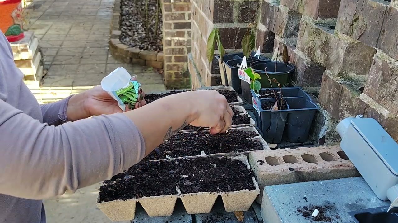 Asiendo almacigos de abichuelas y pepinos 