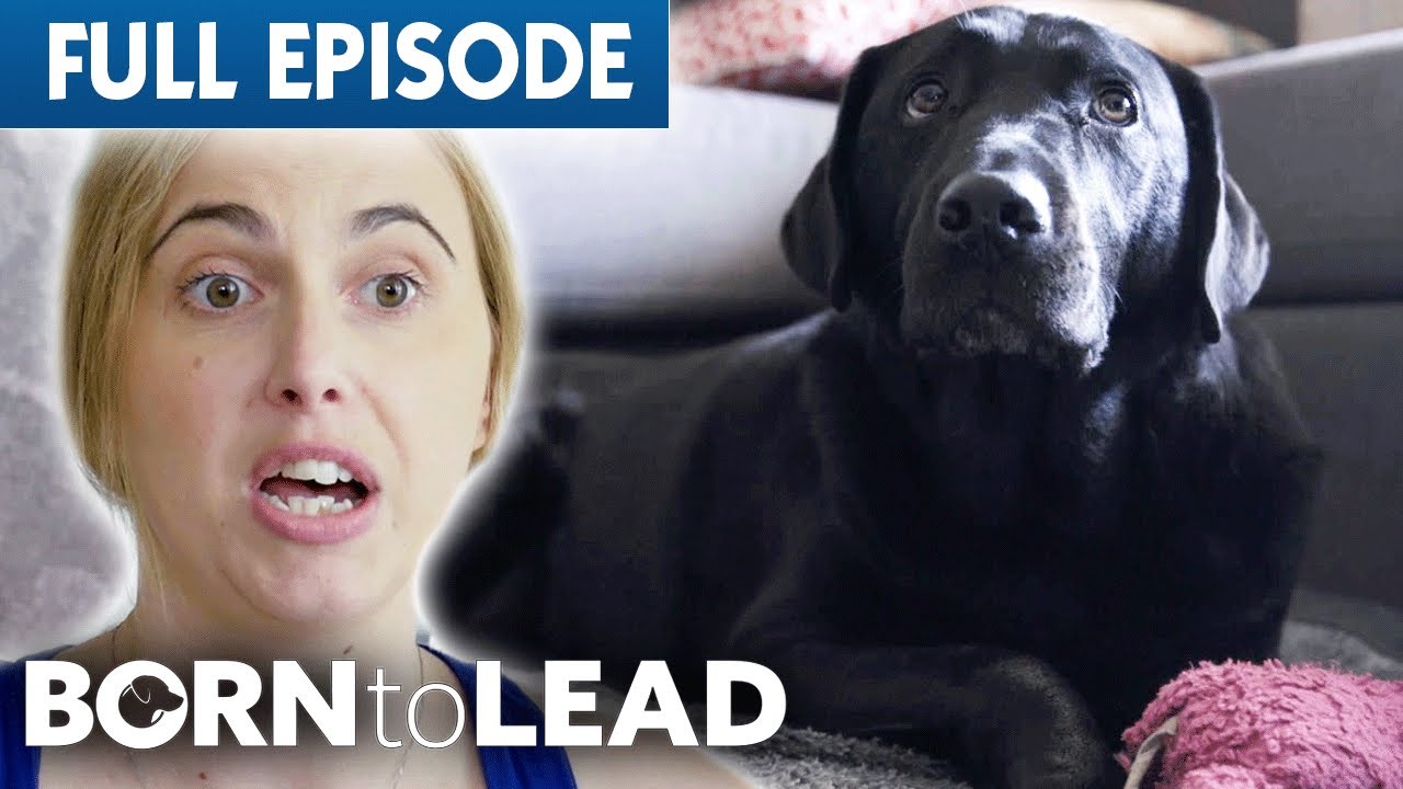 “By 30 I Was Blind” - Guide Dog Helps Owner Move House | Born to Lead Episode 6 | Bondi Vet