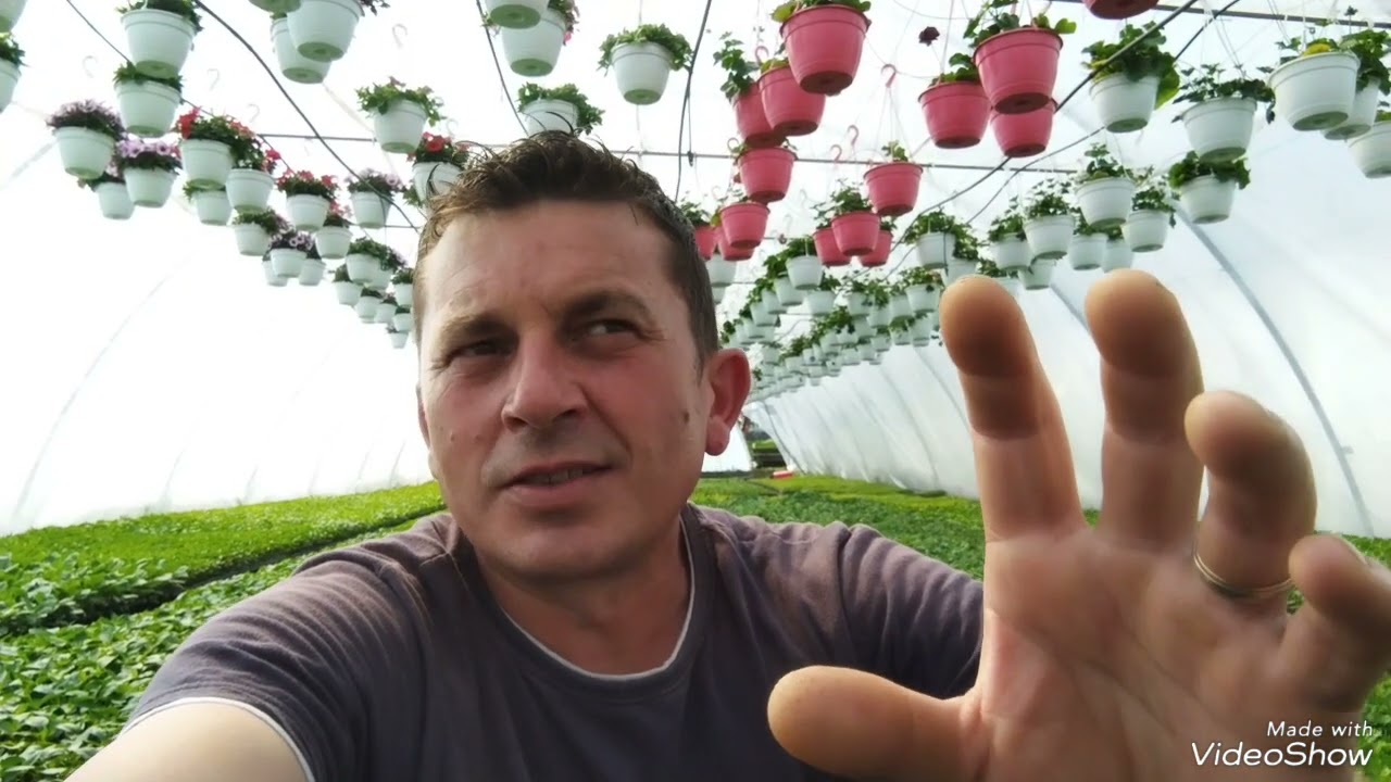 La ce preț vindem rasadurile?