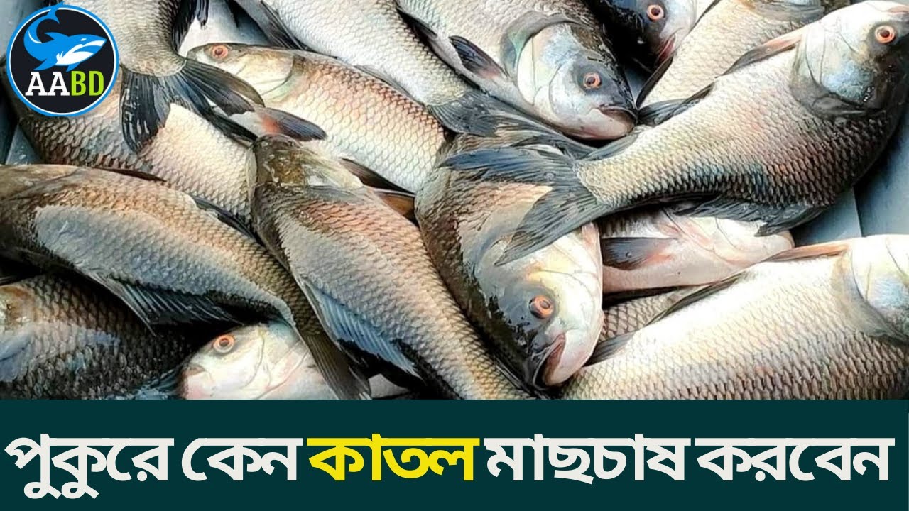 কাতল মাছ পুকুরে কেন চাষ করবেন(Why You Cultivate Catla Fish in Your Pond)