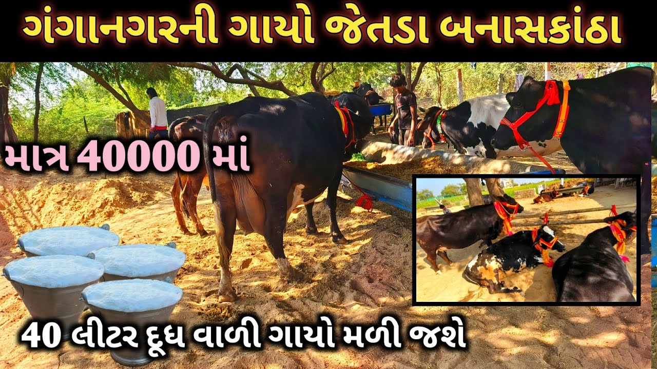 🐄 HF ગાયો  જેતડા|  ગંગા નગર ની  ગાયોનું 15 લિટર દૂધ 40,000 માત્ર ગાય લઈ જાઓ પંજાબી