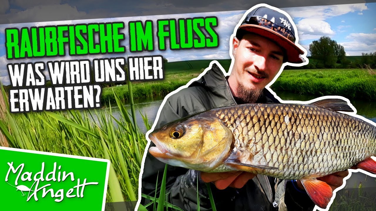 Angeln auf GROßE Döbel im Fluss!