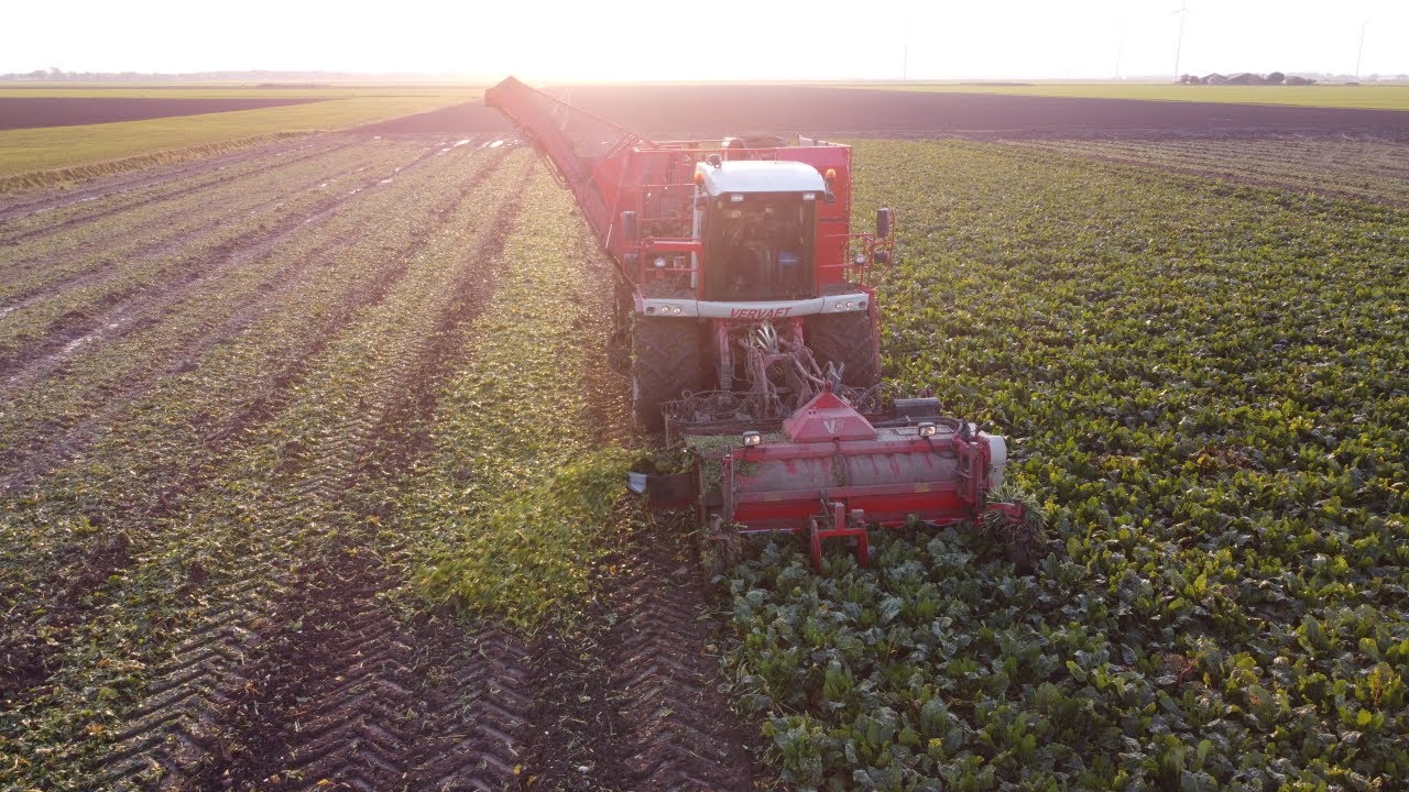 Bieten rooien op de klei bij akkerbouwbedrijf Bosker - Bouwman Landbouw Westerlee