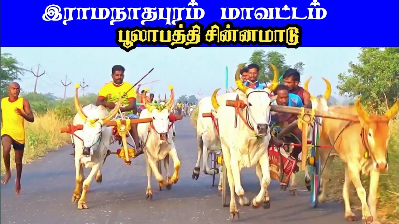 இராமநாதபுரம் மாவட்டம் பூலாபத்தி சின்னமாடு பந்தயம் 