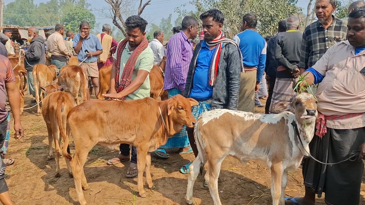 ৬ ফেব্রুয়ারি 2026| পঞ্চগড়ের খামারী কেমন দামে কিনলেন বকনা বাছুর গরু | আমবাড়ী হাট | থেকে