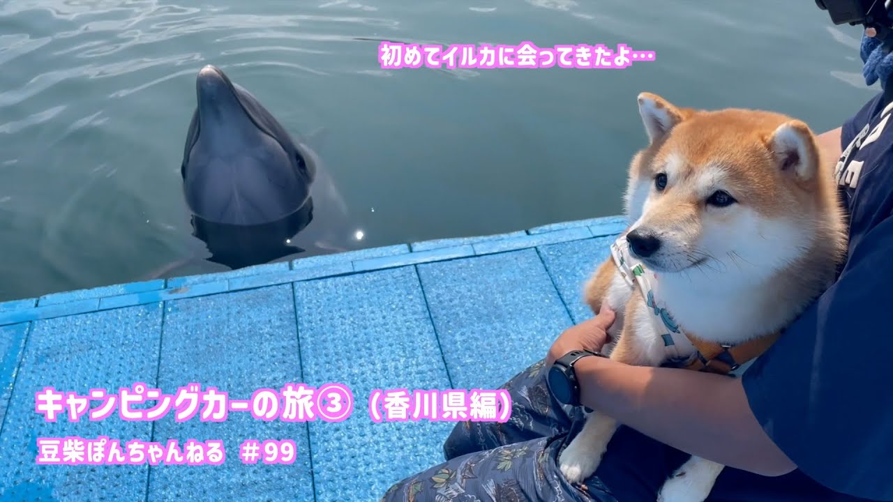 【香川編】香川県でイルカと初対面！見慣れない生物にビックリしちゃいました！【＃99】