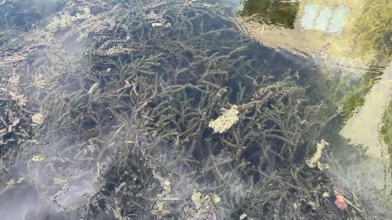 Lake Austin business owners push city leaders to drain the lake to stop hydrilla