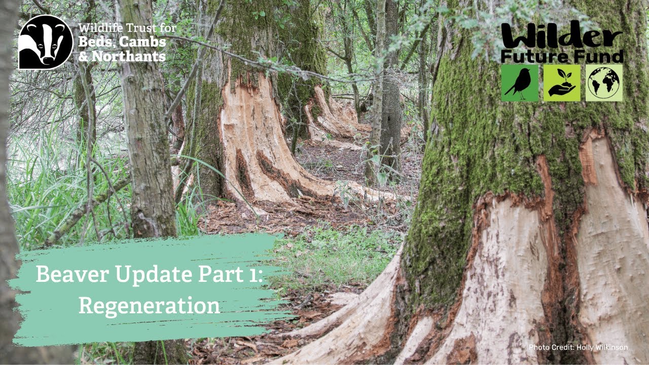 Beaver Week Part One - Regeneration