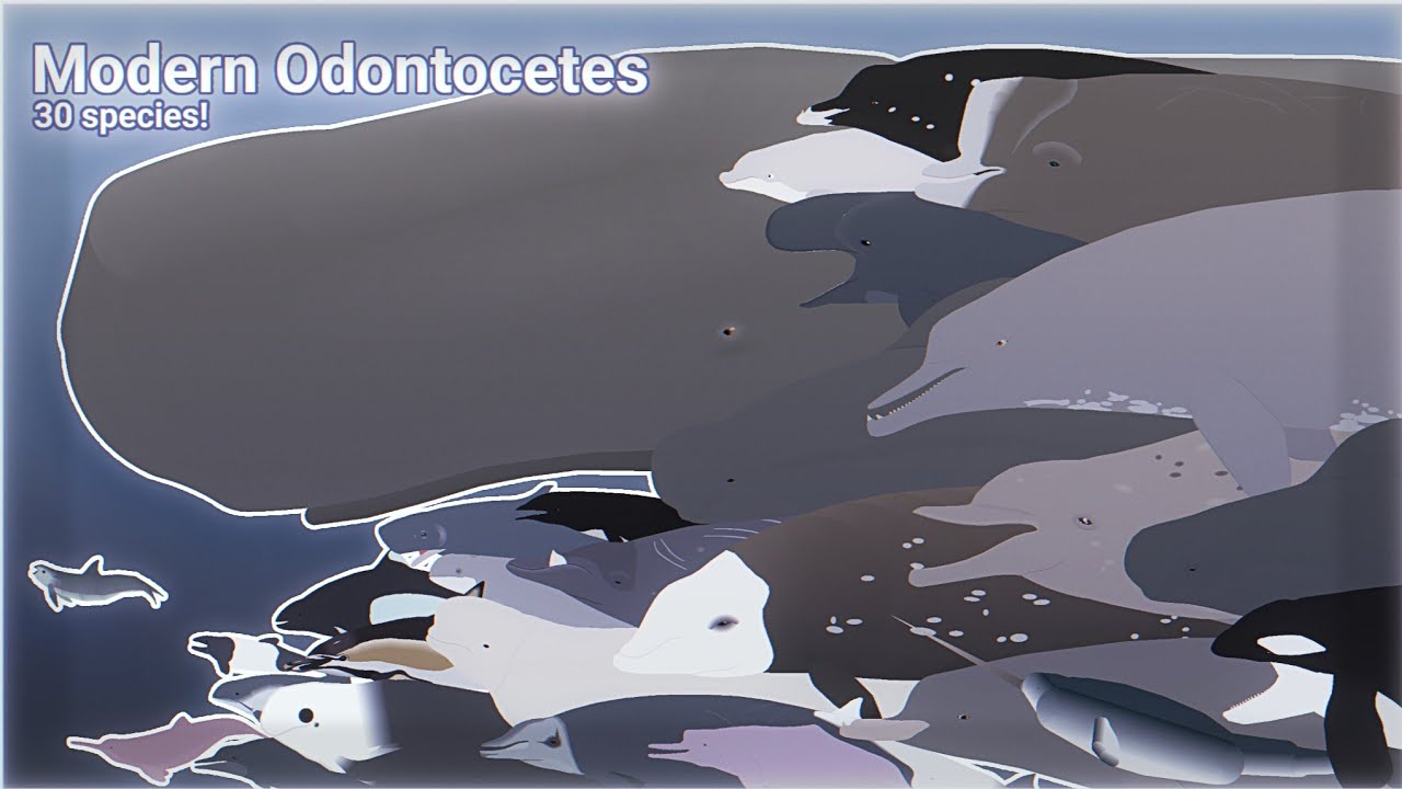 [SIZE COMPARISON/SEQUEL] Modern Odontoceti | Sticknodes Pro Animation