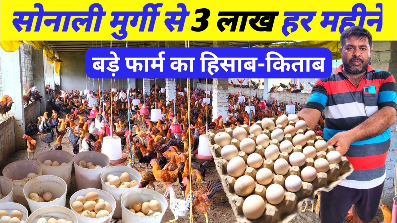 इंजीनियर साहब का सोनाली मुर्गी पालन | Sonali Murgi Palan | Desi Murgi Palan