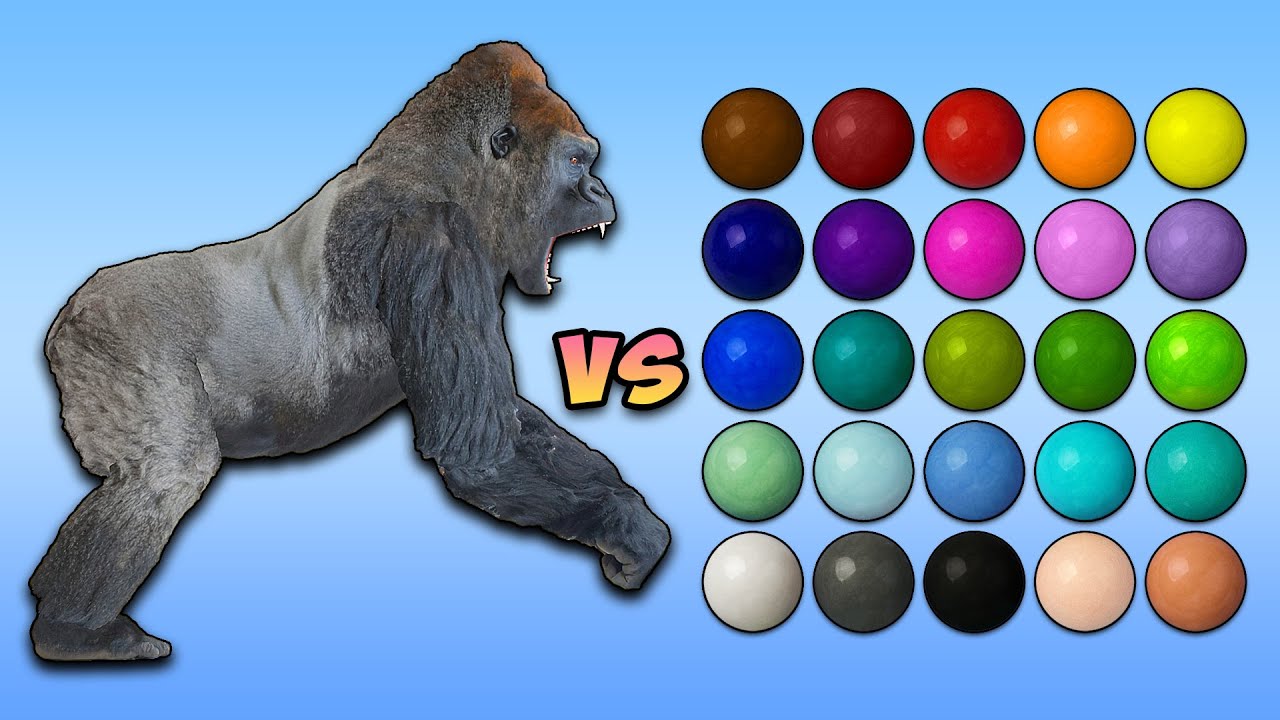Gorilla vs 100 Coloured Marbles: The Ultimate Showdown!