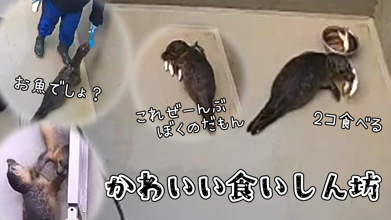 ボウルから自分で取ってお魚ぜんぶ食べちゃいました【アザラシ幼稚園】