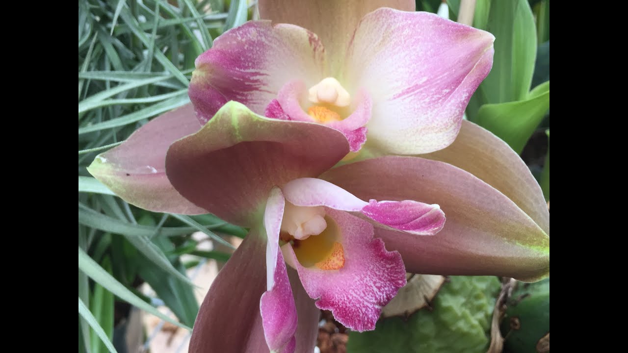 ORCHID CARE: LYCASTE ORCHID CARE MY TIPS AND TRICKS FOR 4 SEASONS OF CARE