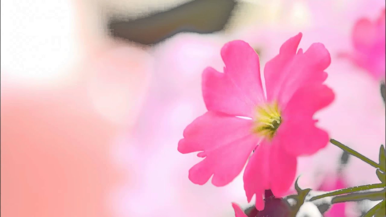 アンダーソン: 舞踏会の美女［ナクソス・クラシック・キュレーション #ファンタジー］